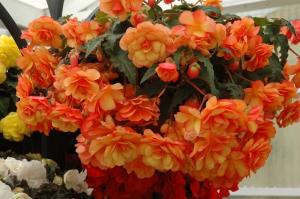 Ampelnye begonijų papuošti savo namų, balkonas ir sodas! Foto ir aprašymas