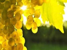 Sultys vynuogių: nauda ir žala, paprasti receptai