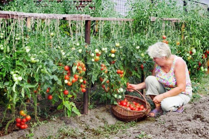 Derliaus pomidorai (superdom.ua)