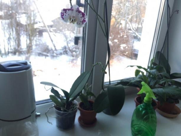 Žiemos drėkina orchidėja