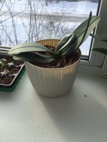 Mano orchidėja po transplantacijos teisingą kelią greitai atsigavo nuo marių ir nuėjo į augimo