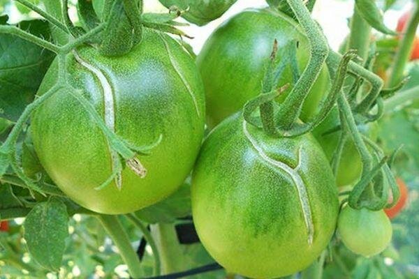Plyšių gali ir žali pomidorai