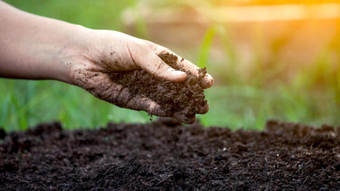 Paprasčiausias būdas nustatyti dirvožemio rūgštingumą | Sodininkystė ir sodininkystės