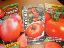 Pirmasis derlius pomidorai - pradėti su tuo, ką klasėse?