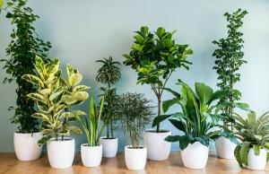 Kaip naudoti vandenilio peroksidą kambarinių augalų. Sukurti mėgstamiausius žiemą vasarą be pernelyg daug problemų
