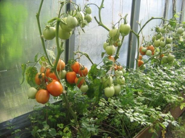 Nokinimo pomidorai šiltnamyje gali būti paspartintas! (Mojateplica.ru)
