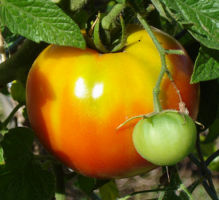 Atskleidžia išsaugoti šviežius pomidorus žiemą paslaptis