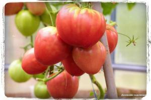 5 labiausiai saldžių pomidorų veislių