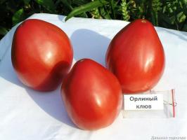 4 geriausi pomidorų veislių šiltnamiams ir atviro grunto. Į viršų parengė ekspertai.