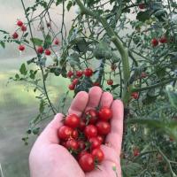 Vyšnių Kodėl reikia galvoti prieš sodinant pomidorus? Nepatogumų