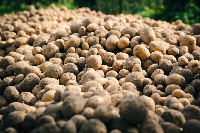 2 kvailas klaidas bulvių auginimo | Sodininkystė ir sodininkystės
