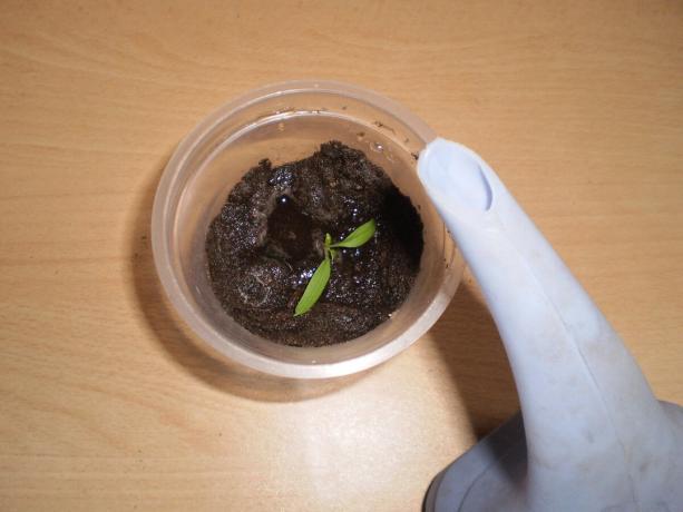 Žemės taurėje gali būti pridėtas prie augalų augimui.