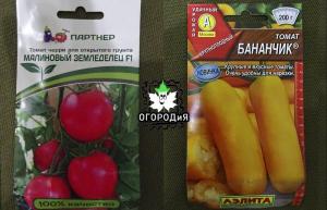 Santuoka veislių ir hibridų pomidorų