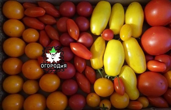 Mano urozhaychik pomidorai liepos pabaigoje :)