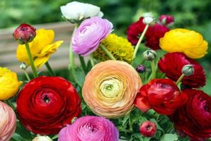 Nepretenzingas eustomy varžovas sode: Gėlės noriai ir rūpintis lengviau