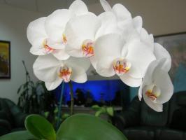 Phalaenopsis žydės nuostabiai: puodą ir dirvožemio