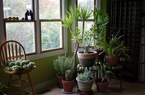 5 tropinių kambariniai augalai, kurie reikalauja mažai arba jokios priežiūros
