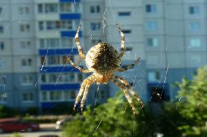 Kodėl negalima liesti voras gyvena savo namuose.
