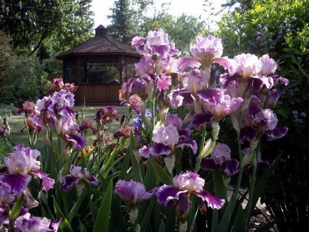 Rusijoje, rainelė yra vadinamas iris į žmones, ir kaimyninėje Ukrainoje - Pivnik, aš tai gaidys