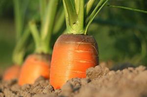 Sodinimo morkos ateičiai. Įranga sėjamosios ir priežiūra
