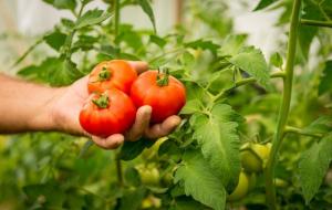 Pomidorai yra saldus derlius - padidėjimas. 7 paslaptys