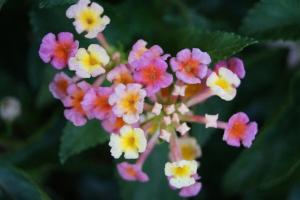 Lantana - priežiūros namuose