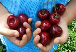 Vyšnių - labiausiai didelių vaisių, ir šalto atsparios veislės.