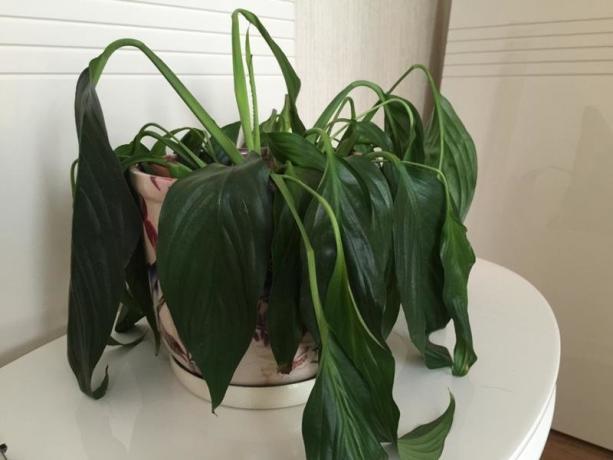 Geras užpildyti Spathiphyllum