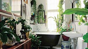 Kambariniai augalai Stilingas vonios ar kaip suderinti gyvą ryšį su jūsų intymioje erdvėje interjero