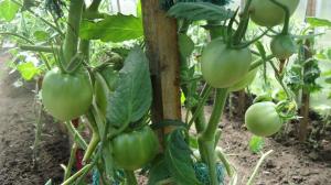 Tinkamai slyvų pomidorų lapai - padidinti išeigą 2 kartus