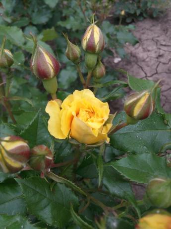 Mano mėgstamiausia geltona rožė sode turi pastogę