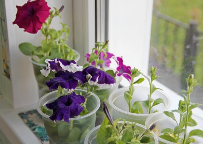 Sodinukai petunijos žiedų iškrovimo metu ant gėlių lova ir balkonu dėžės