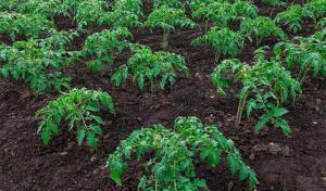 Kaip mes galime pagreitinti pasodinti sodinukai pomidorų ir pipirų augimą.
