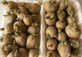 Balandis - pradeda dygti bulvių pagaminti didelį derlių.
