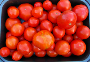 Kai paršavedės pomidorai, kokia laiką? Patarimai pradedantiesiems