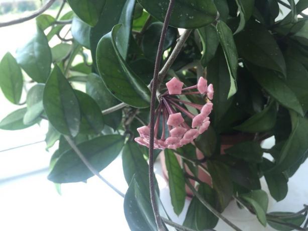 Nauja Hoya pumpurai formuojasi po šėrimo savo kambarines gėles ricinos aliejus