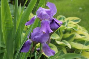 Kaip rūpintis irisų sode po žydėjimo + augalų sveikatos kriterijus