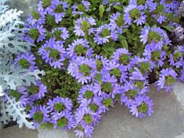 Keista metinė piktžolių su gėlių ventiliatorius: stebina ir puošia sodą nuo gegužės iki rugsėjo
