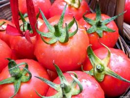 Klaida, kad daugelis sodininkų, kai auga pomidorai.