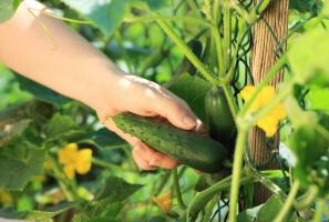 Augantys agurkai: 10 dažniausių klaidų Sodininkas