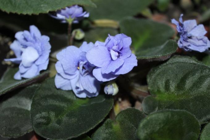 Violetiniai (Saintpaulia uzambarskie) - gražus ir subtilus gėlių šeimos Gesneriaceae