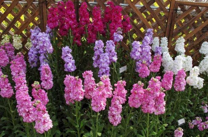 Rodyti: http://alena-flowers.ru. Levkoy kilpiniai pilka. Kitos rūšys, kurių mažiau gražių žydėjimas yra vadinamas "Wild Orchid" už ryškios kvapo po saulėlydžio