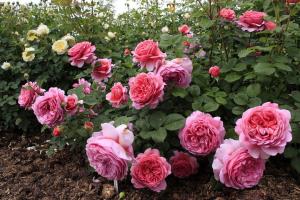 5 suklydimų rūpintis rožių sode