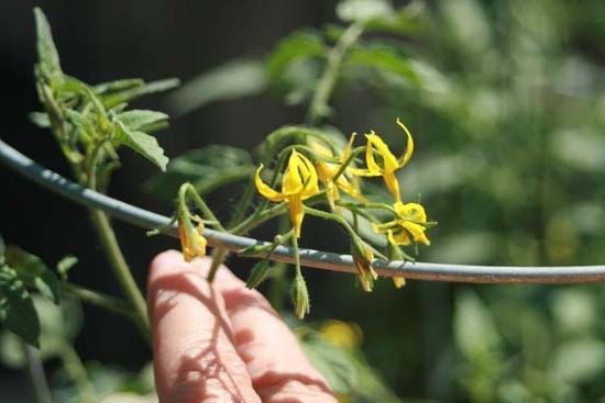 Dirbtinio apdulkinimo pomidorus technologija padidina laikais derlių! (Nuotrauka iš fb.ru)
