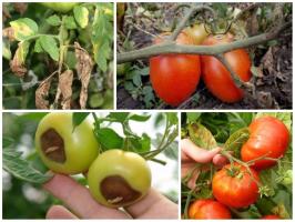 Kova dėl derliaus: gydyti pomidorai teisingai