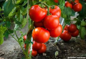 Jei pomidorai neturi nustatyti vaisių