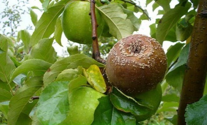 Vaisiai pūti ant obuolių (iliustracijos už straipsnį, paimta iš "Yandex". nuotraukos)