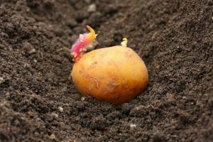 Kova dėl derliaus: kaip augalų bulvių