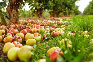 Kodėl obuoliai nukristi per anksti? Kaip išspręsti turtingam derliaus problemų
