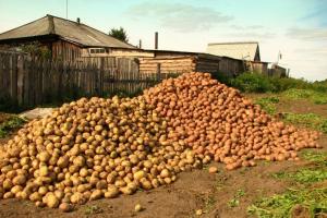 Bulvės bus saugomi 2 kartų geriau: ką daryti po derliaus nuėmimo